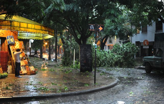 La plata. La tormenta de viento tiró árboles en la provincia de Buenos Aires.