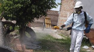 Fumigar el exterior de una casa cuesta en promedio 550 pesos