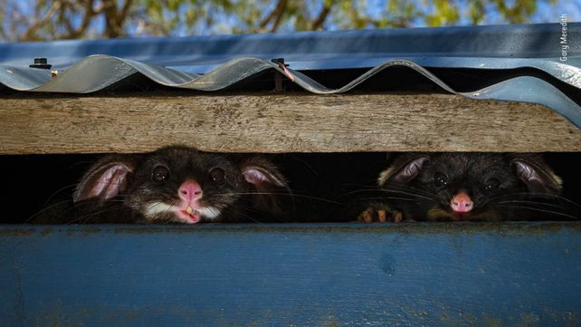 Las imágenes finalistas del Wildlife Photographer of the Year