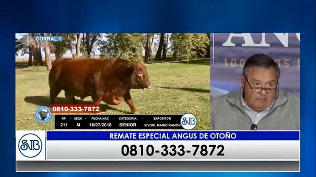 Angus: pagaron $510.000 por un macho PP