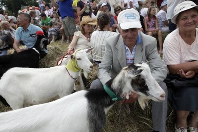 Otras misses: en Lituania los jurados premian a las m&aacute;s bellas cabras