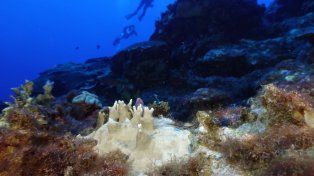 Aseguran que el 84 % de los arrecifes de coral del mundo está en riesgo