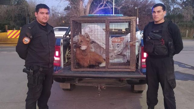 Rescataron a un Aguará Guazú en la localidad de Andino 
