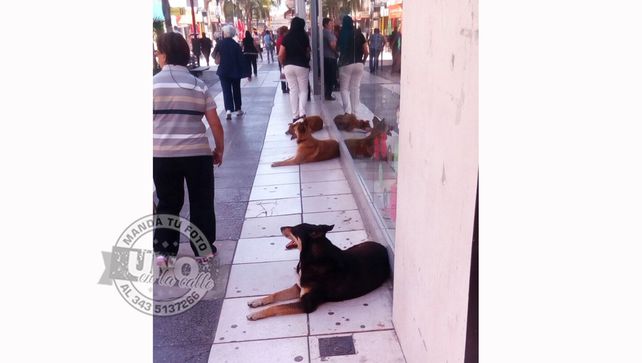 Perritos callejeros provocaron una fuerte discusión en la peatonal