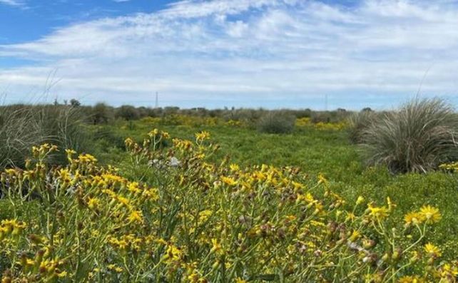 Jornada voluntaria para forestar una reserva ecológica y plantarse