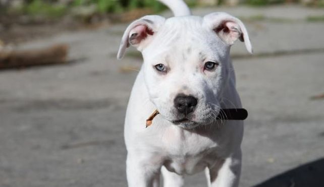 El papá de la nena que murió tras ser atacada por un pitbull: No es un perro asesino