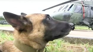 Wilson, el perro rescatista que al parecer encontró y acompañó a los niños encontrados en la selva de Colombia, ahora está perdido&nbsp;