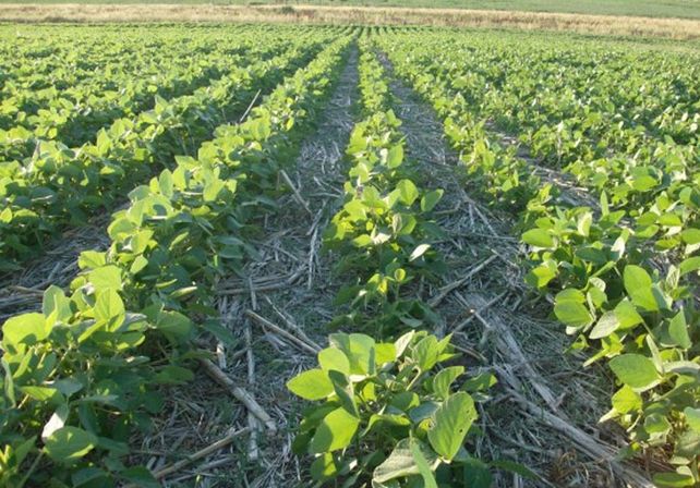 Se crea la Comisión de Protección Vegetal Santafesina