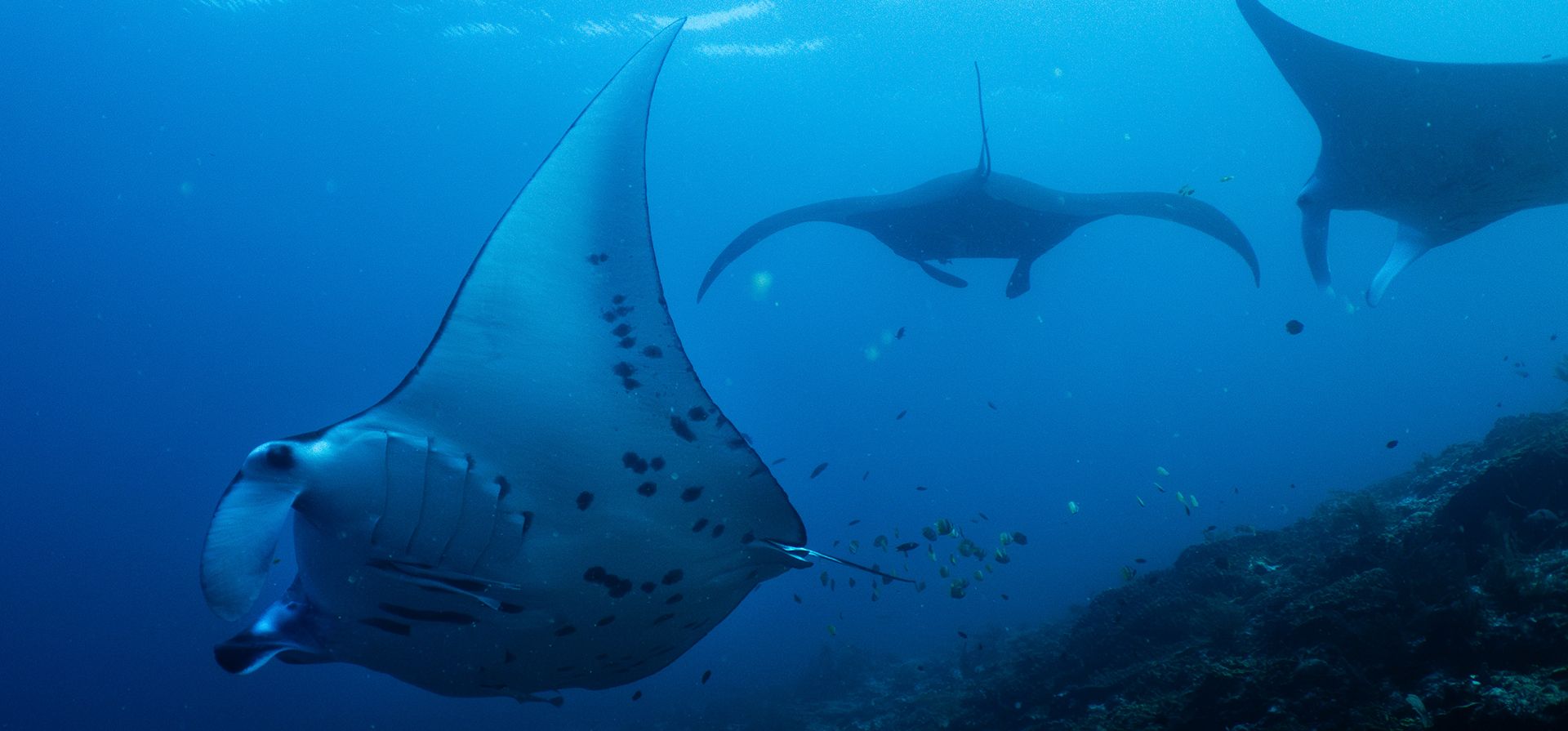 Mantarrayas oceánicas nadan en el sitio de buceo Manta Ridge, en Raja Ampat, Indonesia, el 15 de octubre de 2026. (Foto AP/Claudia Rosel, Archivo) Mantarrayas oceánicas nadan en el sitio de buceo Manta Ridge, en Raja Ampat, Indonesia, el 15 de octubre de 2026. (Foto AP/Claudia Rosel, Archivo)