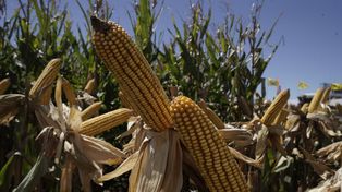 La Bolsa espera 14,8 millones de toneladas de maíz en la zona núcleo