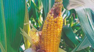 Maíz: la chicharrita despertó y recomiendan intensificar los controles
