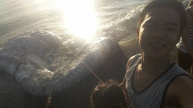 Encontraron una horrible criatura en una playa de Filipinas