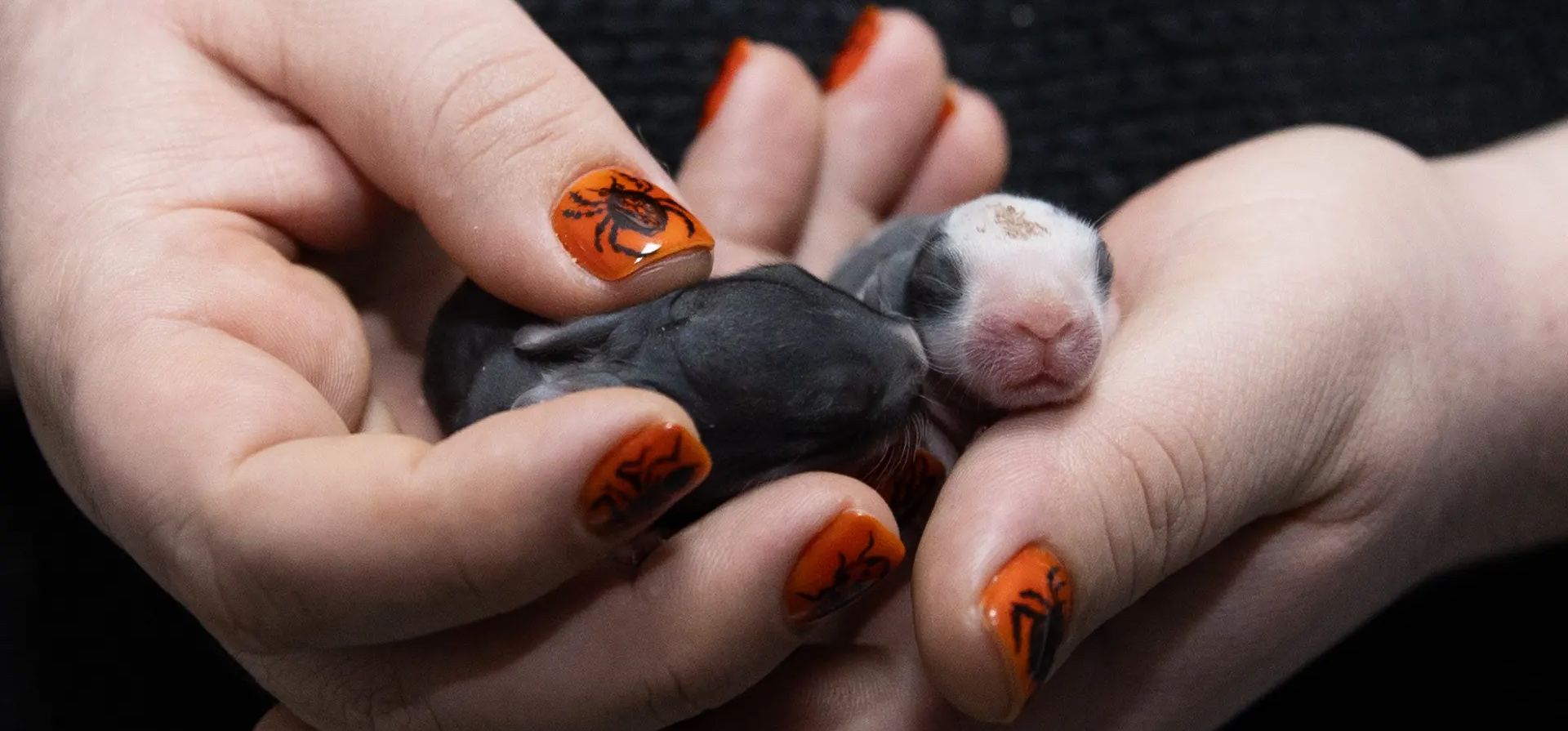 Una persona sostiene conejos recién nacidos abandonados en un puente de la ciudad, Ankara, Turquía. Fotografía: Anadolu/Getty Images Una persona sostiene conejos recién nacidos abandonados en un puente de la ciudad, Ankara, Turquía. Fotografía: Anadolu/Getty Images