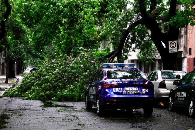 Tormenta brava. Arbol caído en Italia entre Cerrito y Riobamba frente a las Seccional 5ª.