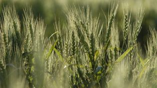 Luego de la sequía histórica, ¿habrá revancha en el próximo ciclo agrícola?