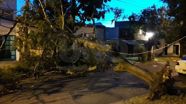 Un árbol cayó sobre Iturraspe