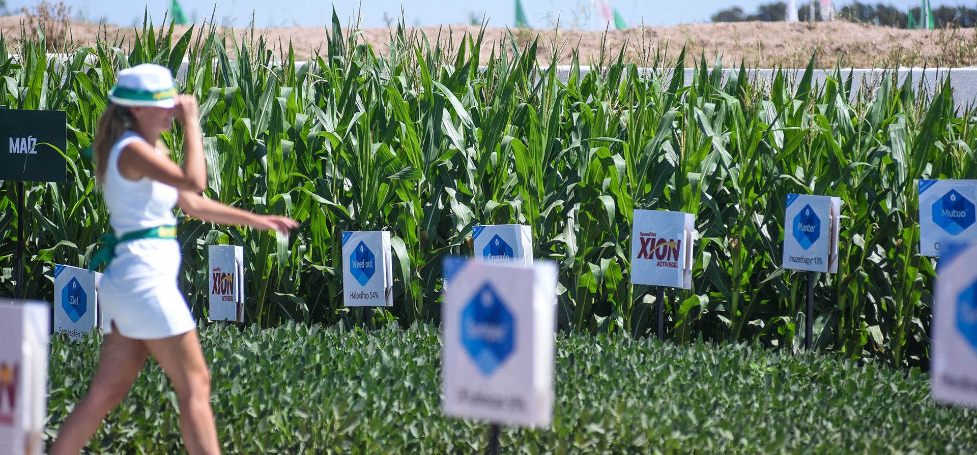 Un paseo por el semillero. Maíz y soja como muchos querrían ver en el campo.