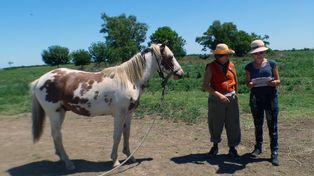 Las hermanas Barceló no sólo apostaron al suelo y a los cultivos sino a los animales, con un mejor manejo integral y biodiversidad más rica.&nbsp;