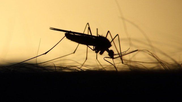 Los hospitales San Martín y San Roque aplican la vacuna contra la fiebre amarilla