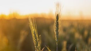 Campaña 25/26: la BCR estimó 23 millones de toneladas de trigo argentino