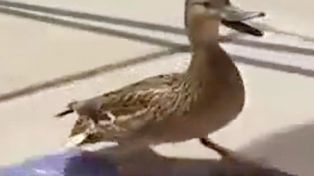 Mamá pato pide ayuda y policías rescatan a sus bebés