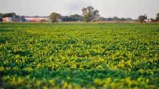 Soja de primera: se encienden las alertas por el avance de cuadros en estado regular