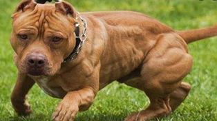 Un pitbull atacó y le provocó graves heridas a un nene de 3 años mientras jugaba en la vereda