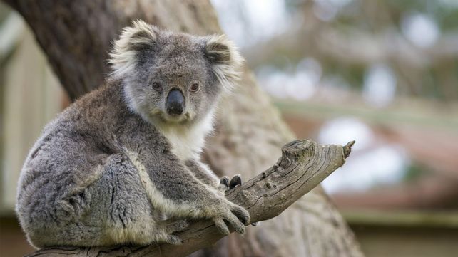 La tala de árboles es uno de los factores que ponen en peligro la vida de la especie.