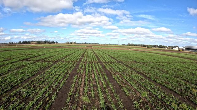 La Bolsa de Rosario proyectó una producción de 20