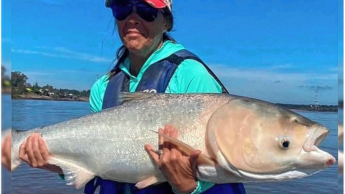 Preocupa el avance de peces carpas exóticas sobre el río Uruguay