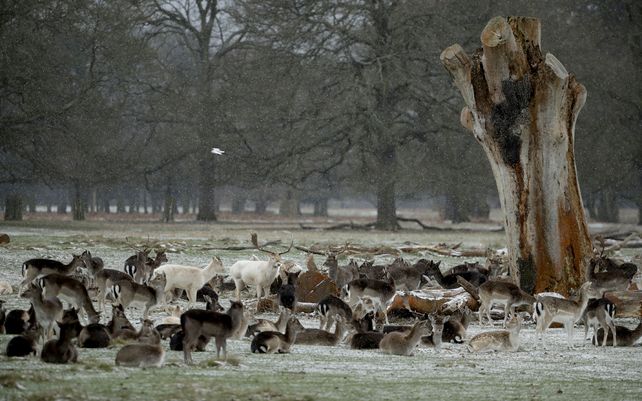 Europa transita una inusual ola de frío polar