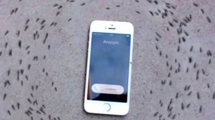 El video viral de decenas de hormigas girando alrededor de un teléfono que suena