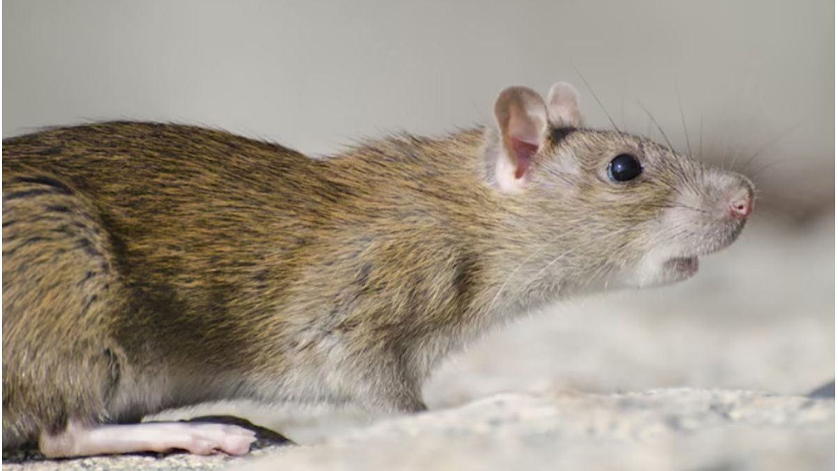 Hantavirus: notifica nuevos casos y ascienden a un total de 47