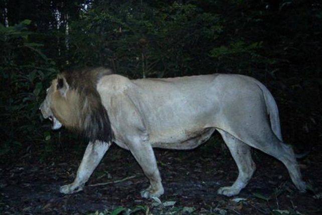 Un león viajó más de 200 kilómetros por amor
