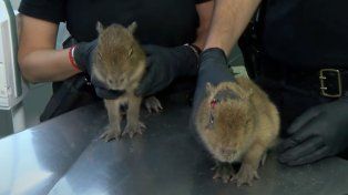Rescataron dos carpinchos bebé de una casa que vendía milanesas de capibara