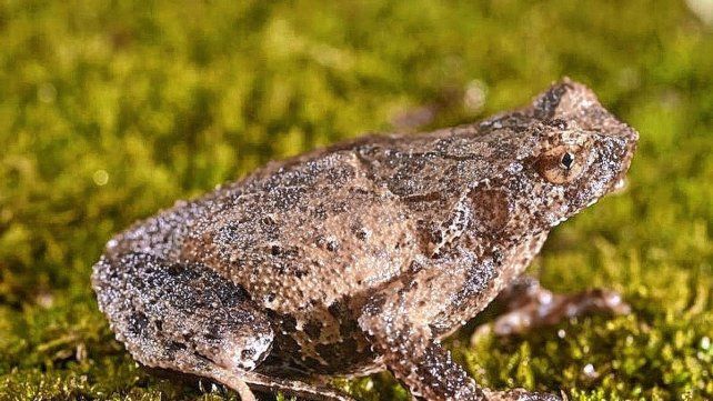 Descubren en China una nueva especie de sapo cornudo en Guangdong.