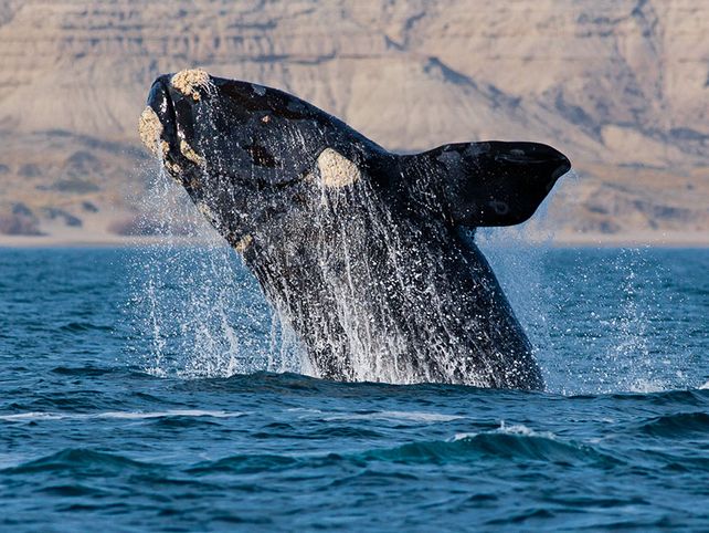 Ballena franca austral. Pueden medir hasta 16 metros y pesar 40 toneladas. Una especie protegida.&nbsp;