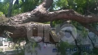 Los carribares de la Costanera quedaron bajo los árboles