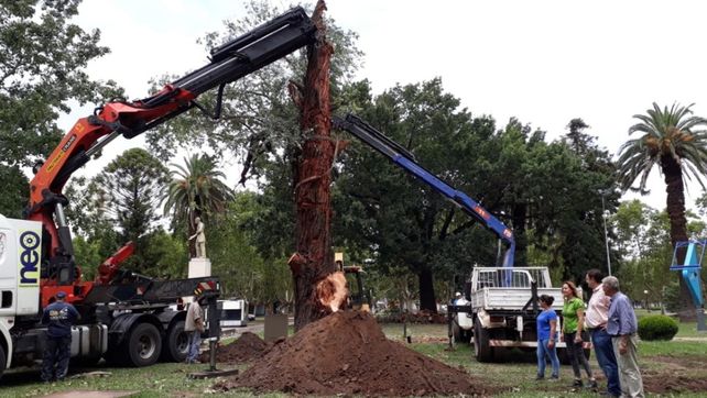 Salvataje. Un temporal arrancó el ejemplar el 24 de enero