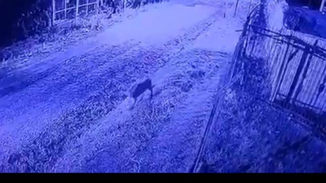 Alerta por un puma suelto en las cercanías de un country de Pilar: así lo captaron las cámaras de seguridad