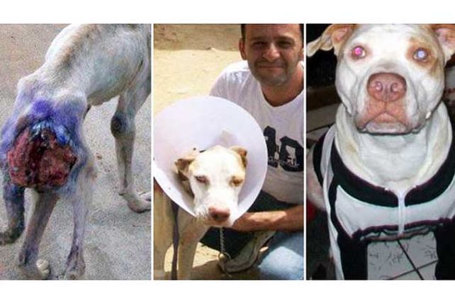 El rescate de un perro conmueve en las redes sociales