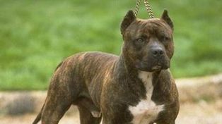 Una mujer de 85 años murió por las mordeduras que le causó un pitbull