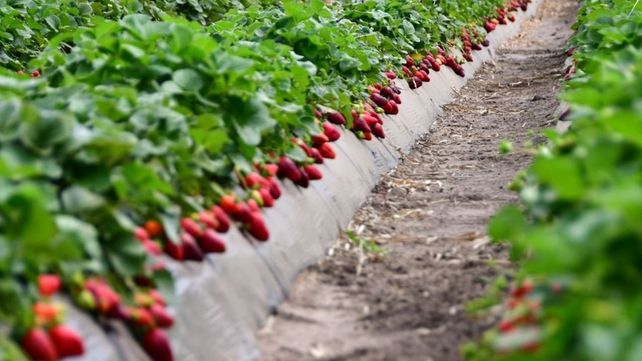 Coronda comenzará a producir superfrutillas: investigadores crearon una variedad autóctona