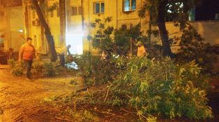 Paraná: árboles caídos y viviendas anegadas por el temporal