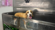 Autolavados de perros: una tendencia que crece y promete cambiar la forma de bañar a las mascotas
