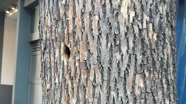 Ambientalistas denuncian a una constructora por inyectar veneno a un árbol para secarlo