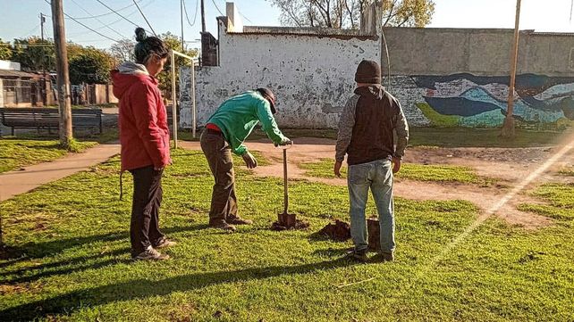 Trabajos de forestación