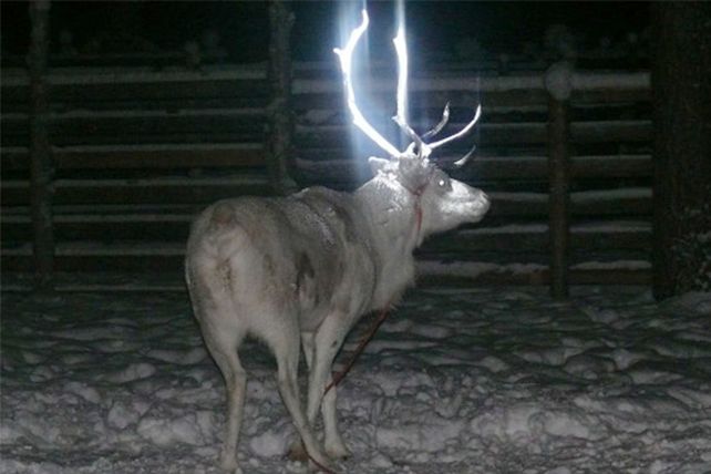En Finlandia pintan los cuernos de los renos para evitar accidentes