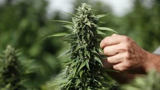 Legalizar la marihuana medicinal en EEUU no causó más consumo de otras drogas