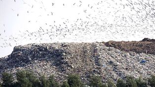 Basura Cero: diez años después se entierran cada vez más residuos